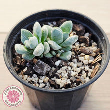 Load image into Gallery viewer, Crassula 'Coralita'
