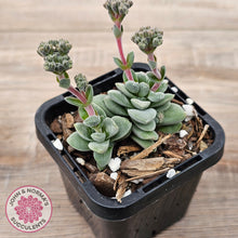 Load image into Gallery viewer, Crassula &#39;Coralita&#39;
