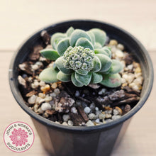Load image into Gallery viewer, Crassula 'Coralita'
