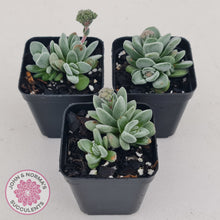 Load image into Gallery viewer, Crassula &#39;Coralita&#39;
