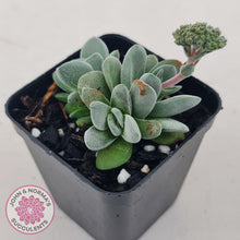 Load image into Gallery viewer, Crassula &#39;Coralita&#39;
