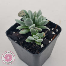 Load image into Gallery viewer, Crassula &#39;Coralita&#39;
