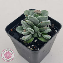 Load image into Gallery viewer, Crassula &#39;Coralita&#39;
