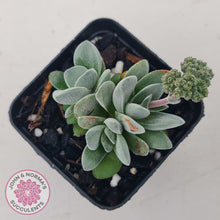 Load image into Gallery viewer, Crassula &#39;Coralita&#39;
