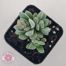 Load image into Gallery viewer, Crassula &#39;Coralita&#39;
