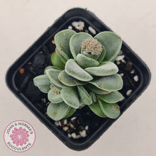 Load image into Gallery viewer, Crassula &#39;Coralita&#39;
