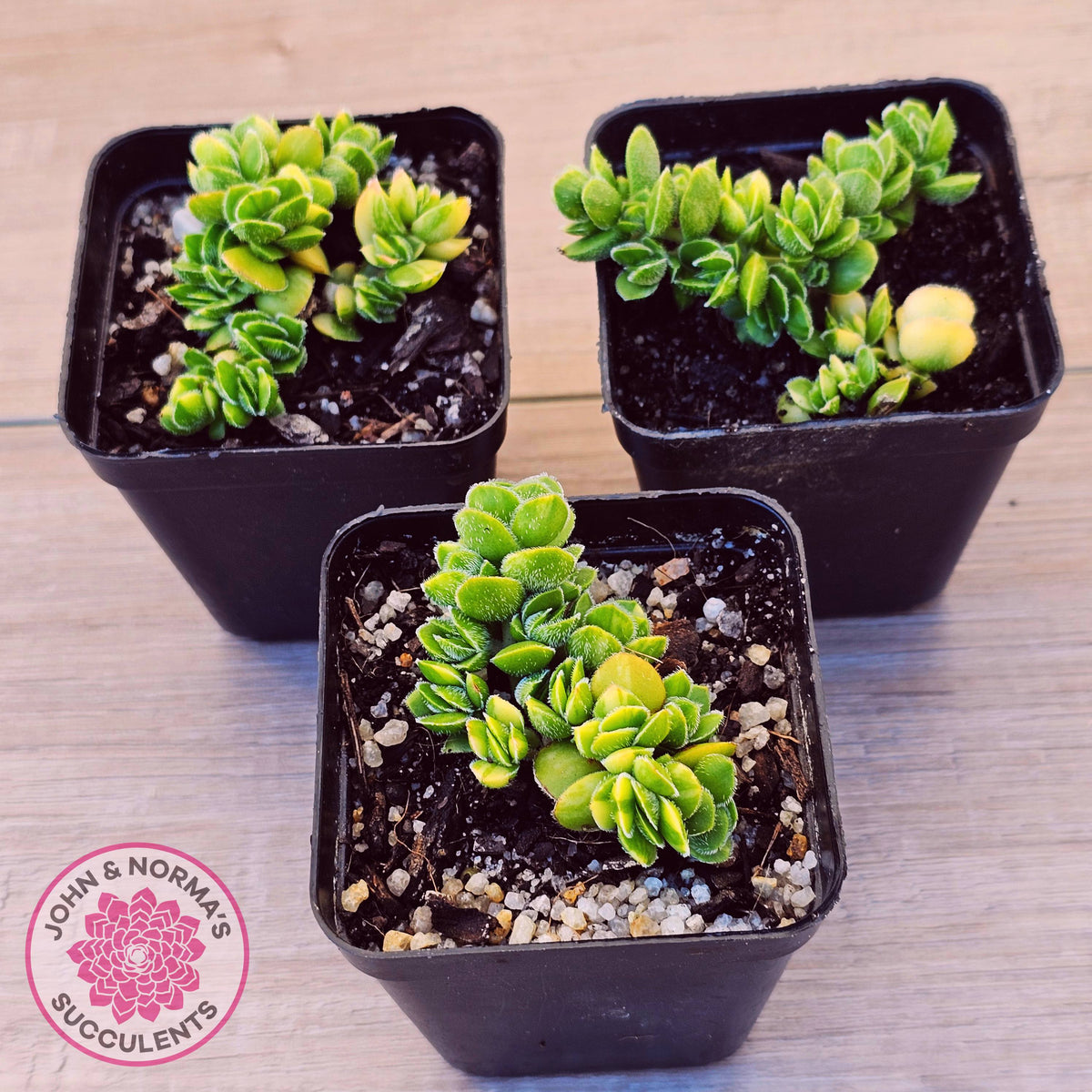 Crassula lanuginosa var. pachystemon 'David' Variegated