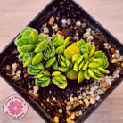 Crassula lanuginosa var. pachystemon 'David' Variegated