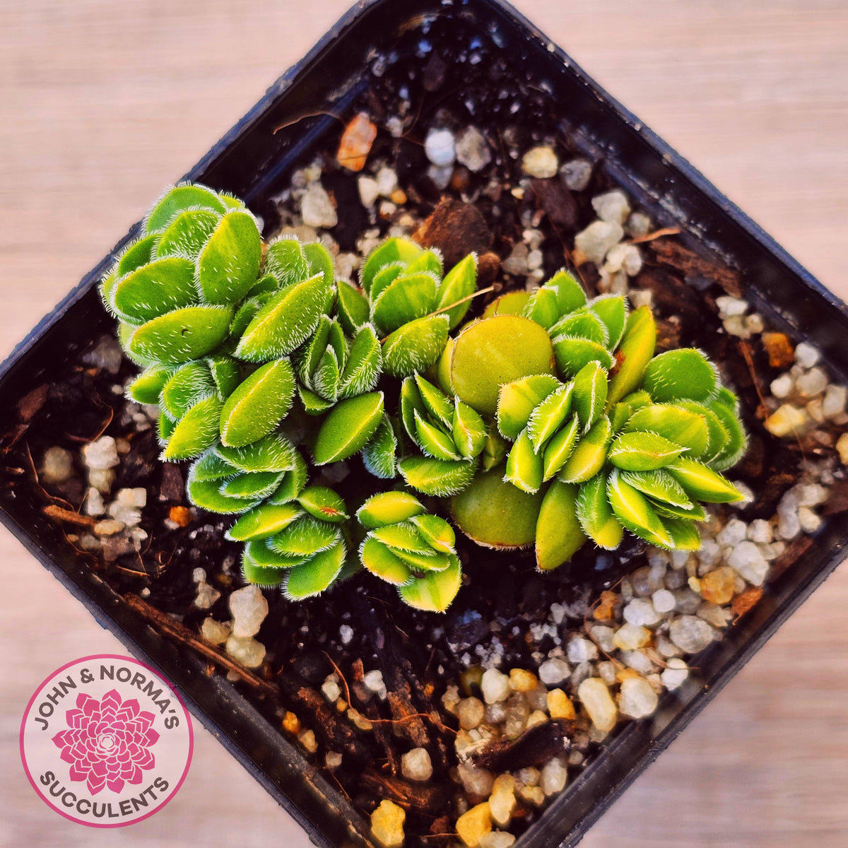 Crassula lanuginosa var. pachystemon 'David' Variegated