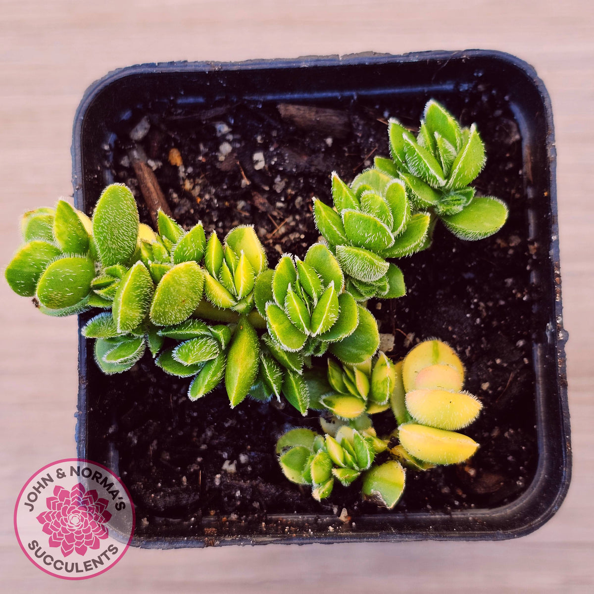 Crassula lanuginosa var. pachystemon 'David' Variegated