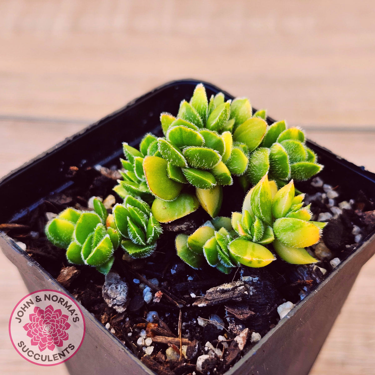Crassula lanuginosa var. pachystemon 'David' Variegated