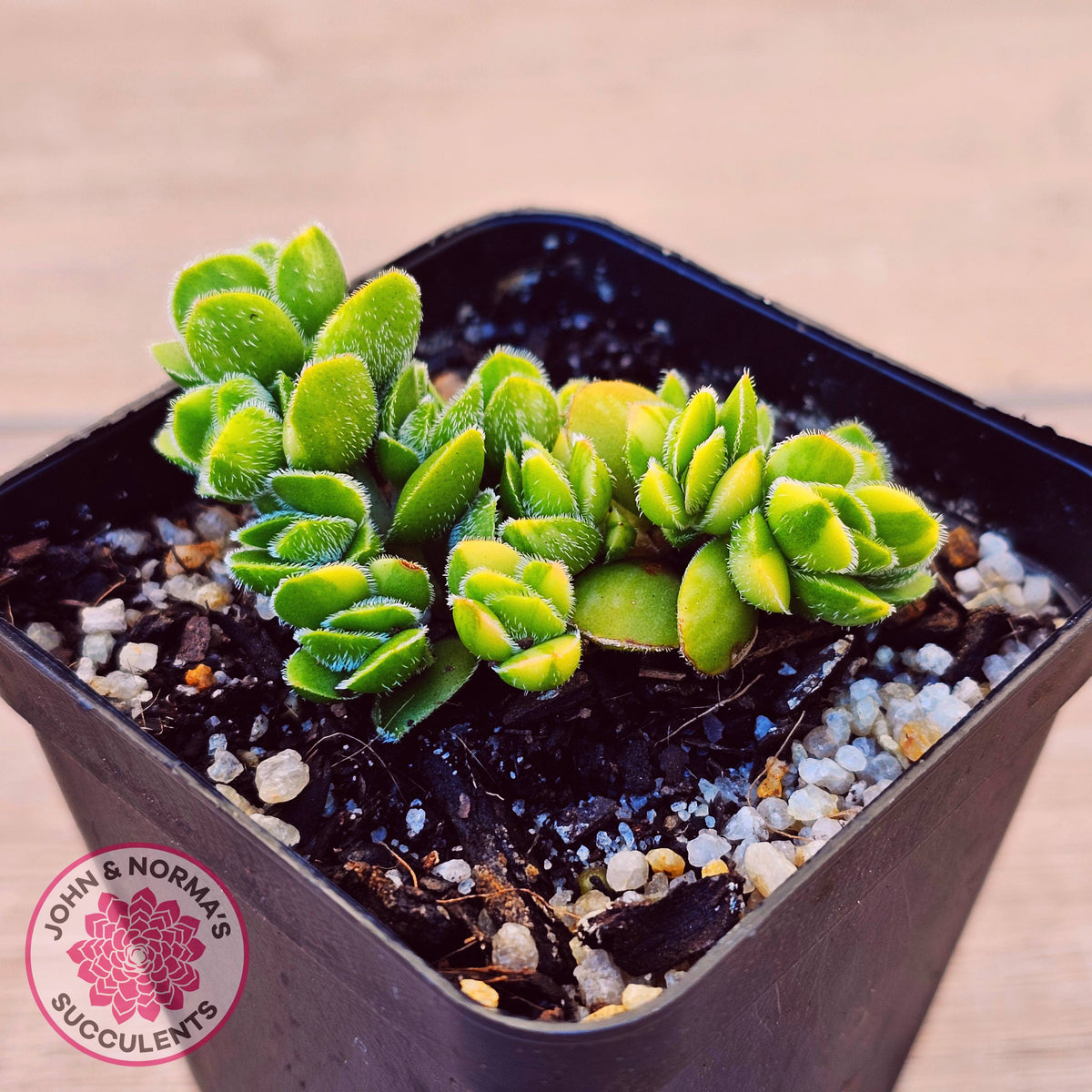 Crassula lanuginosa var. pachystemon 'David' Variegated