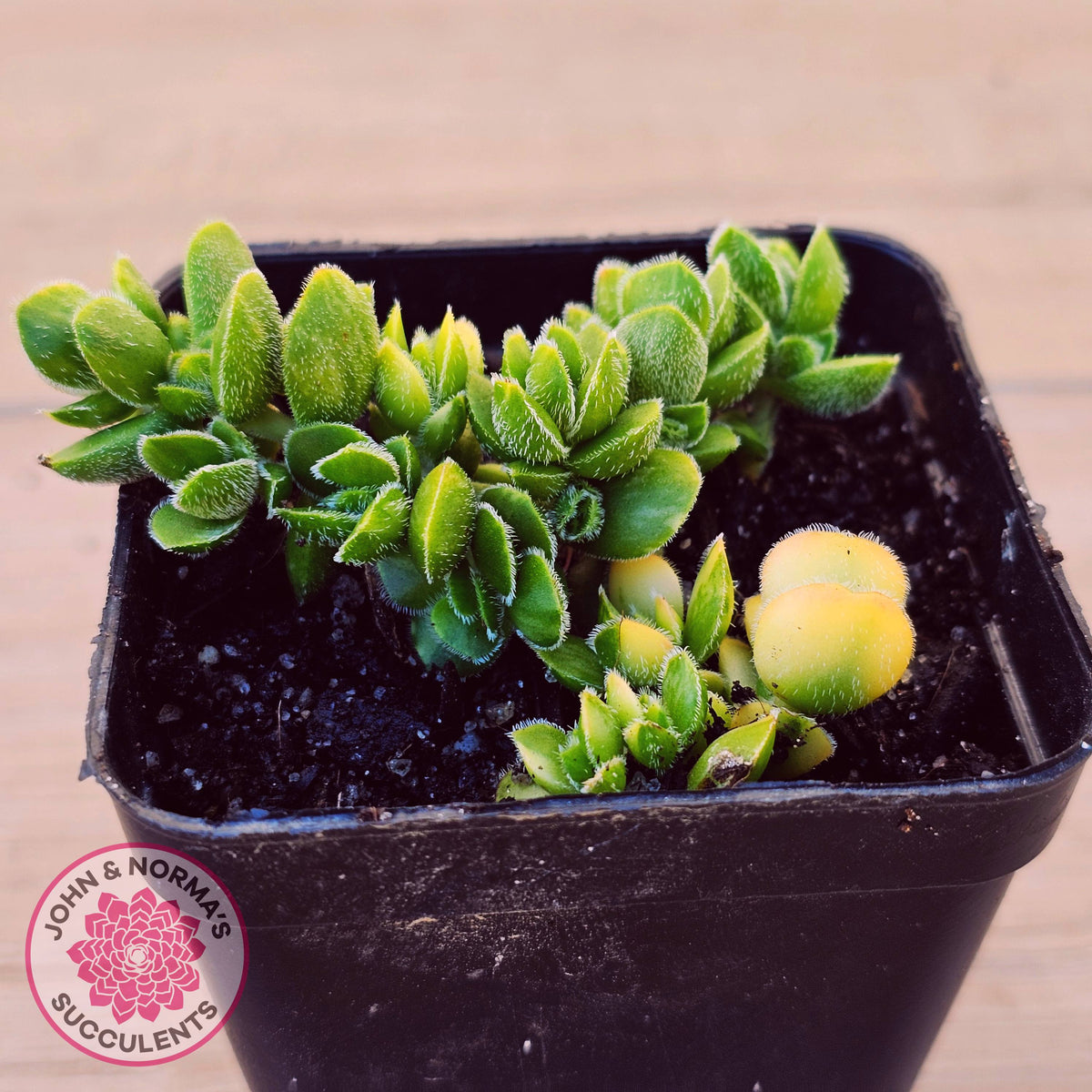 Crassula lanuginosa var. pachystemon 'David' Variegated