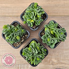 Crassula 'Emerald'