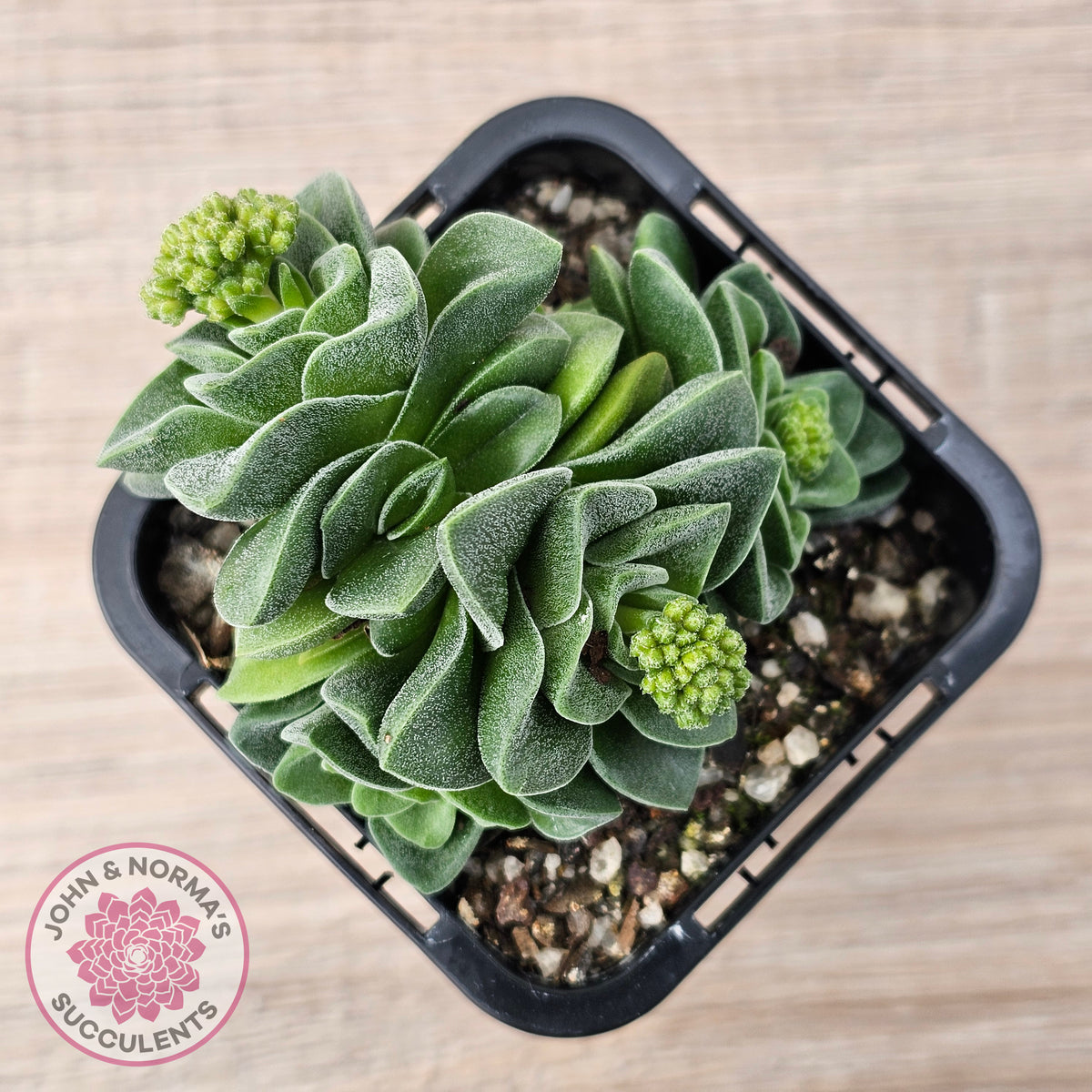 Crassula 'Emerald'