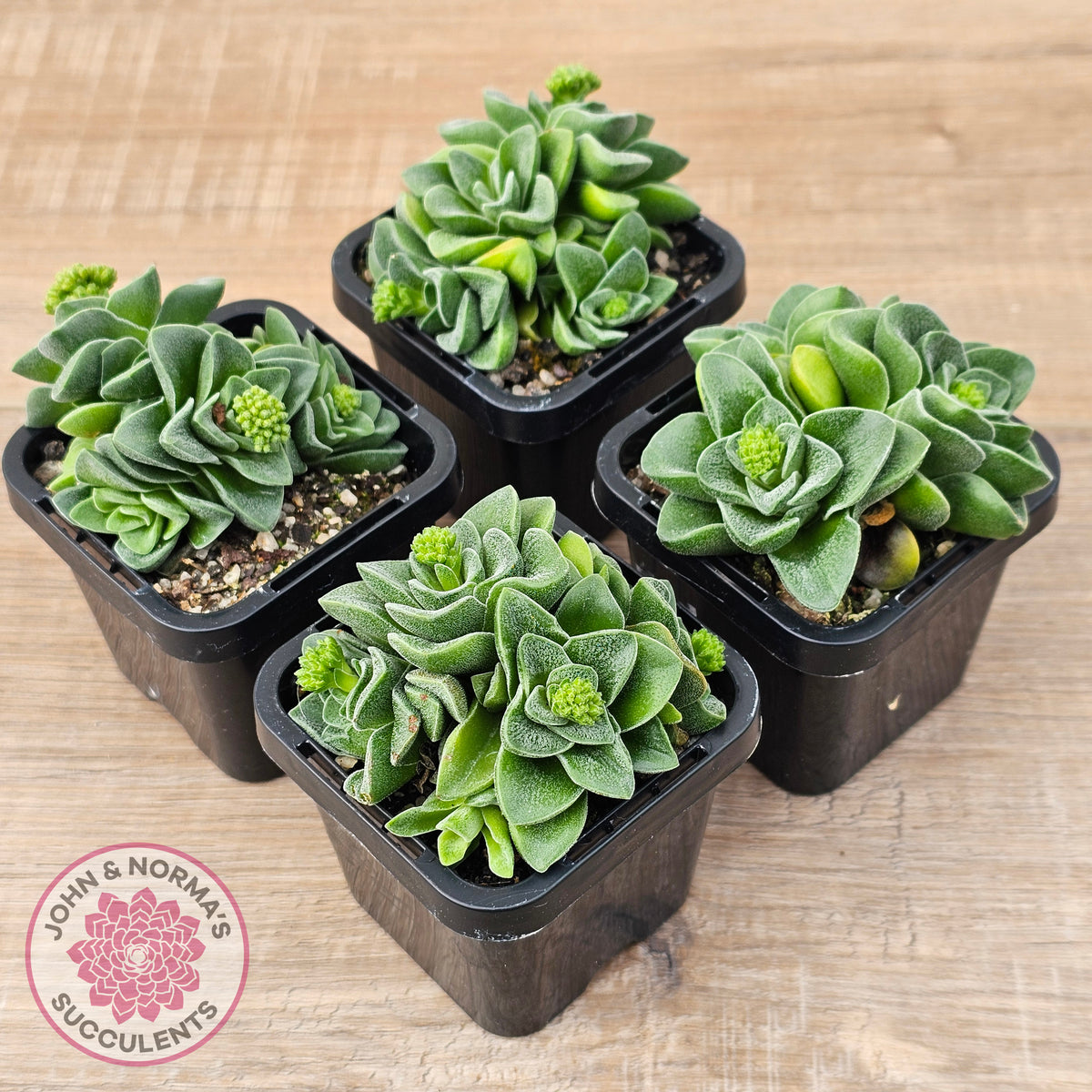 Crassula 'Emerald'
