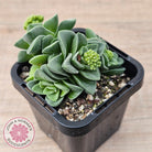 Crassula 'Emerald'