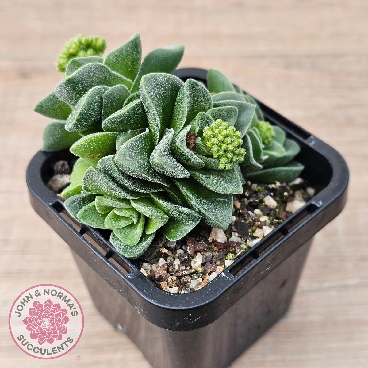 Crassula 'Emerald'