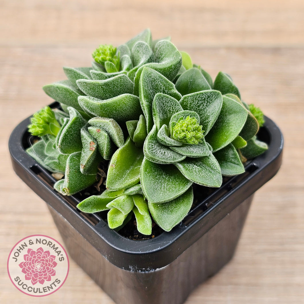 emerald spring succulent Buy Crassula 'Emerald' Australia