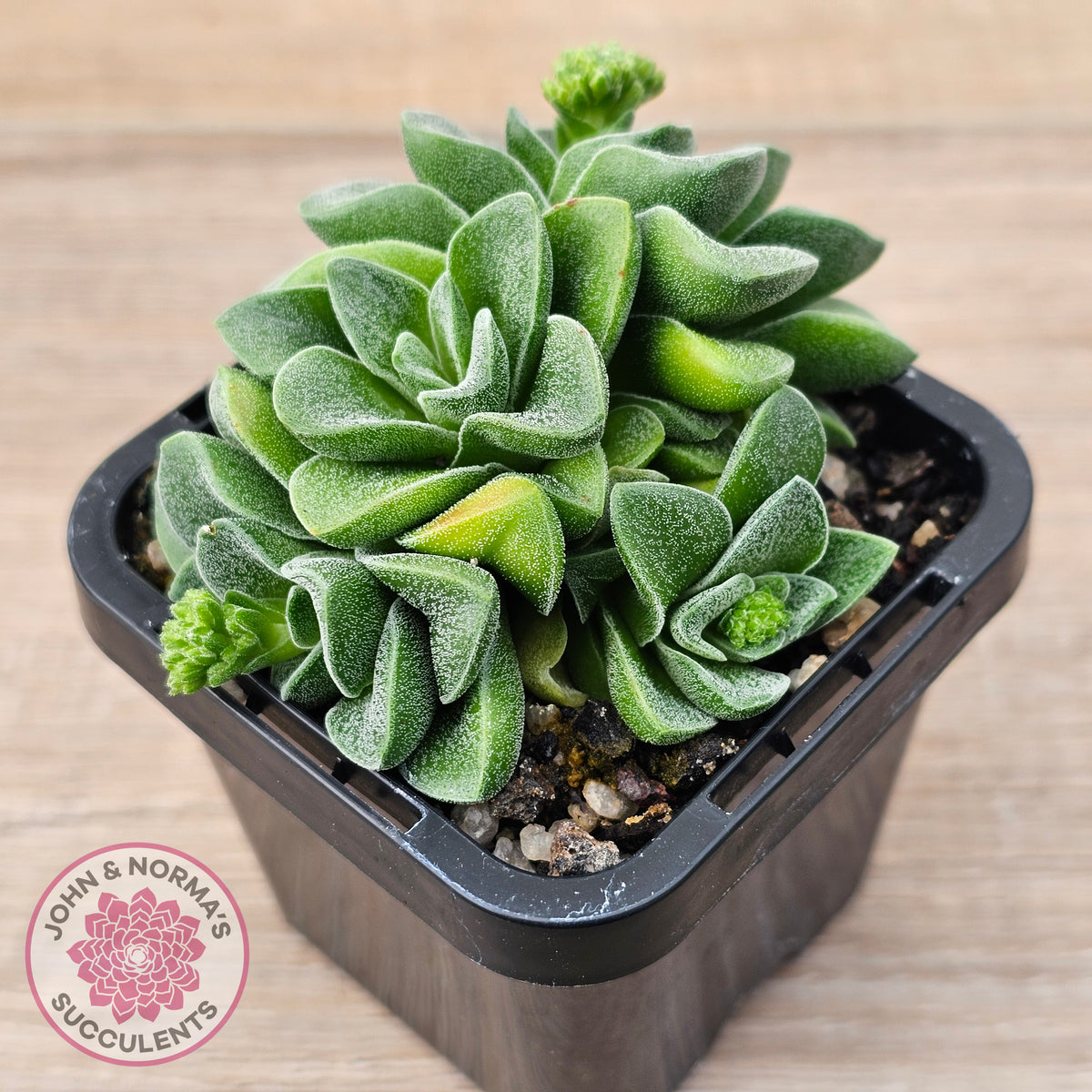 Crassula 'Emerald'