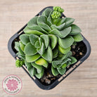 Crassula 'Emerald'