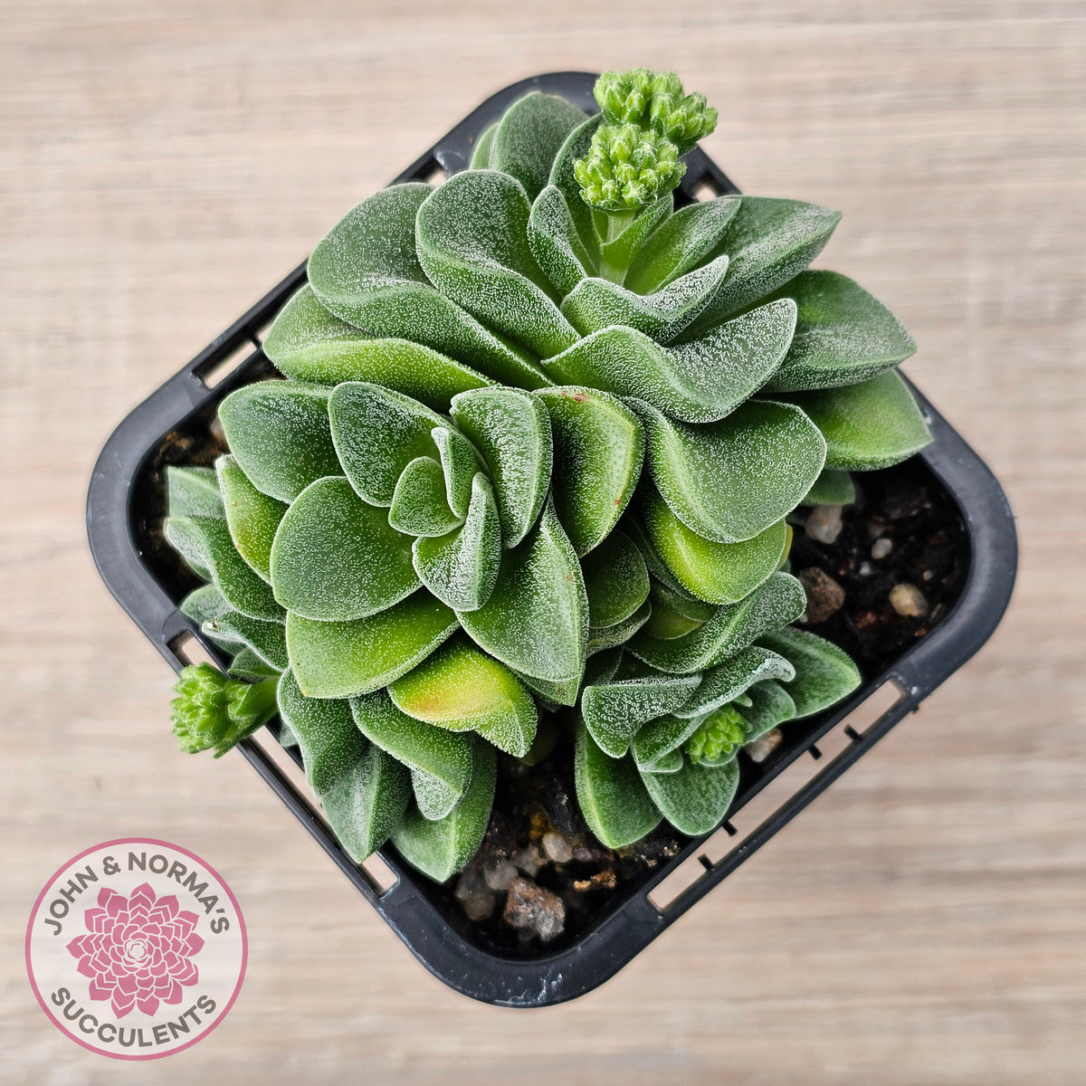 Crassula 'Emerald'