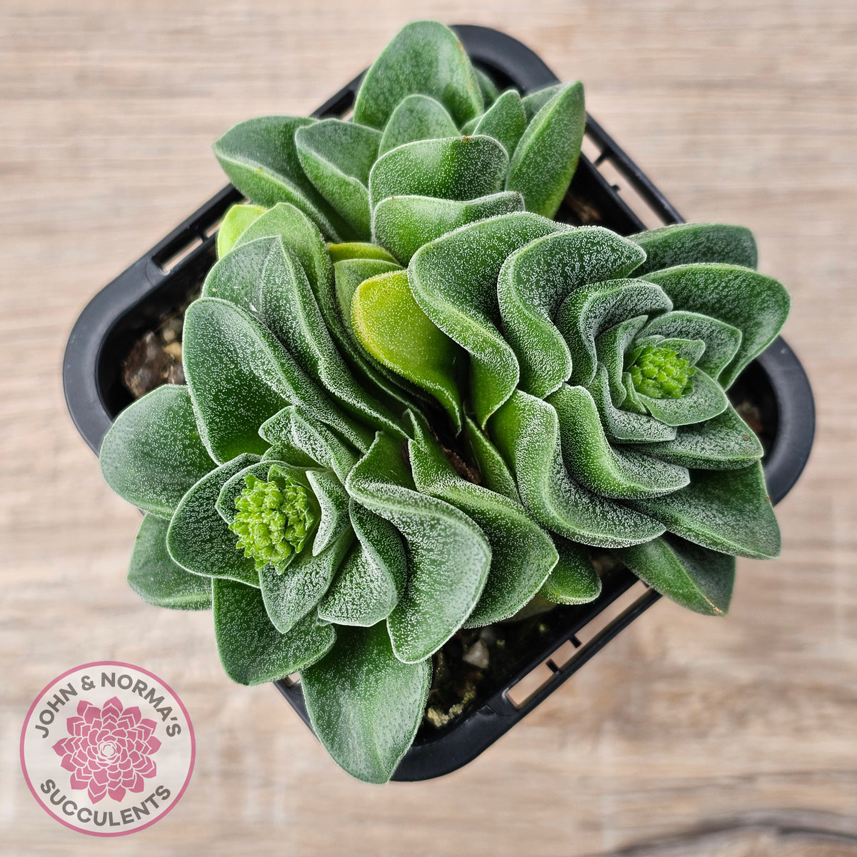 Crassula 'Emerald'