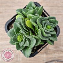 Load image into Gallery viewer, Crassula &#39;Emerald&#39;
