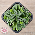 Crassula 'Emerald'