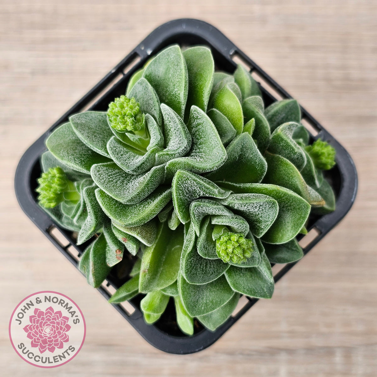 Crassula 'Emerald'