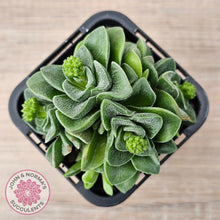 Load image into Gallery viewer, Crassula &#39;Emerald&#39;
