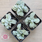 Crassula 'Fallwood'