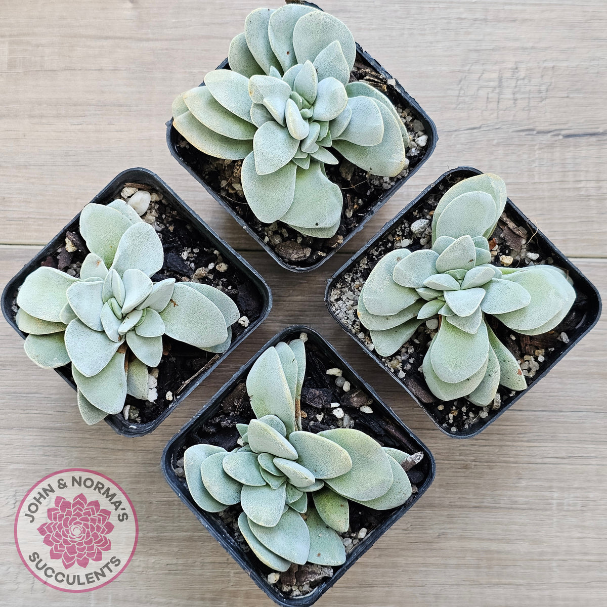 Crassula 'Fallwood'
