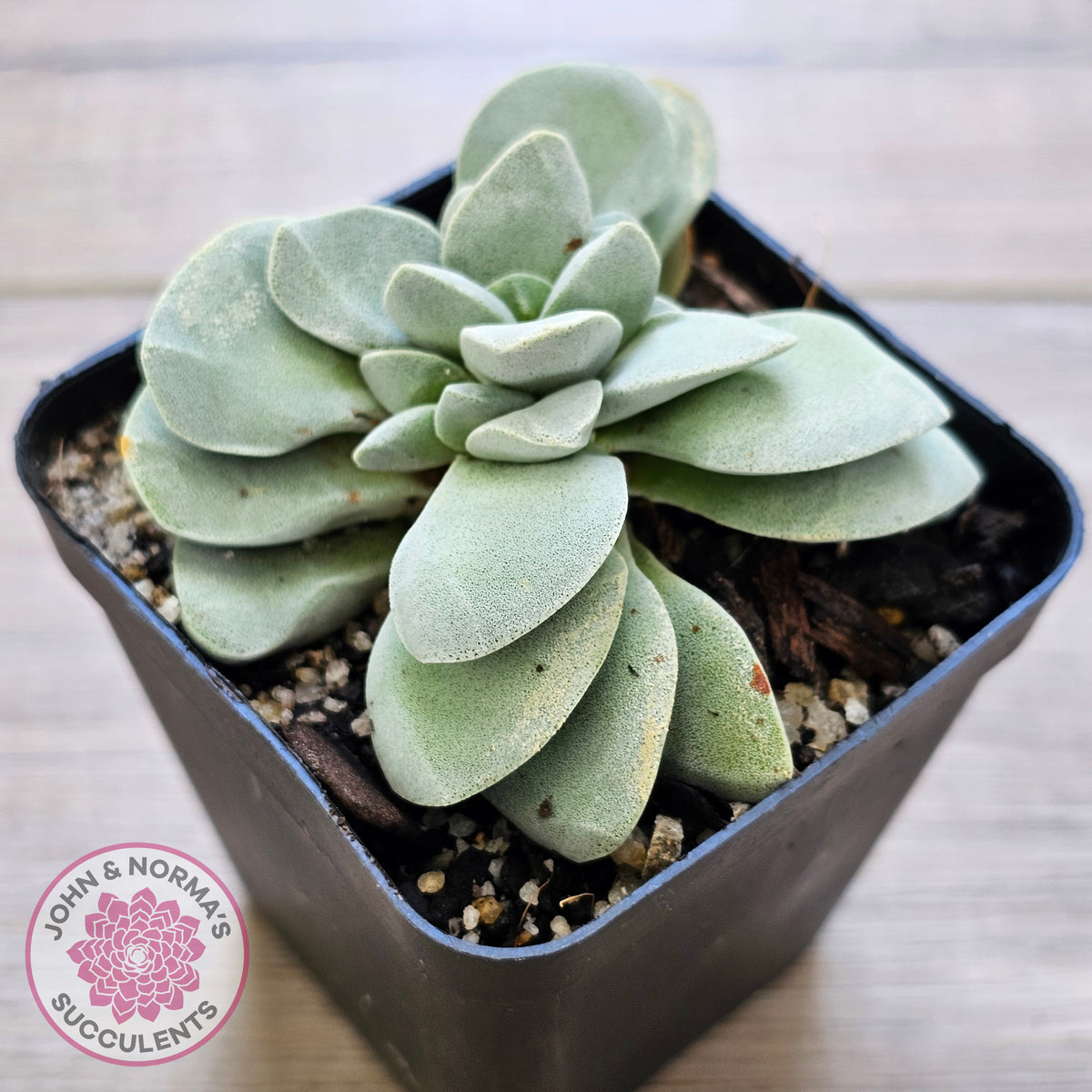 Crassula 'Fallwood'