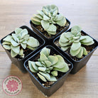 Crassula 'Fallwood'