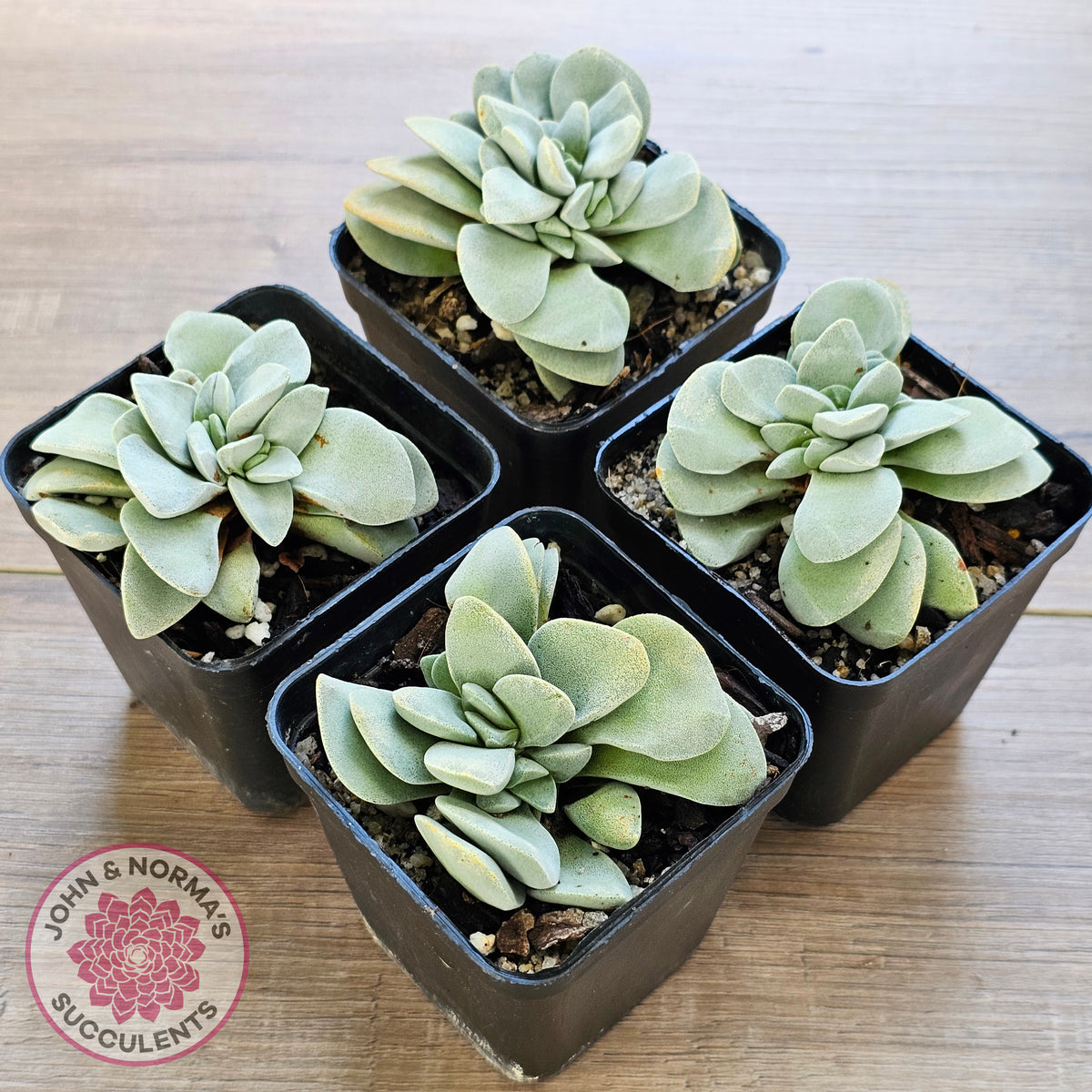 Crassula 'Fallwood'