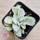 Crassula 'Fallwood'