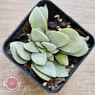Crassula 'Fallwood'
