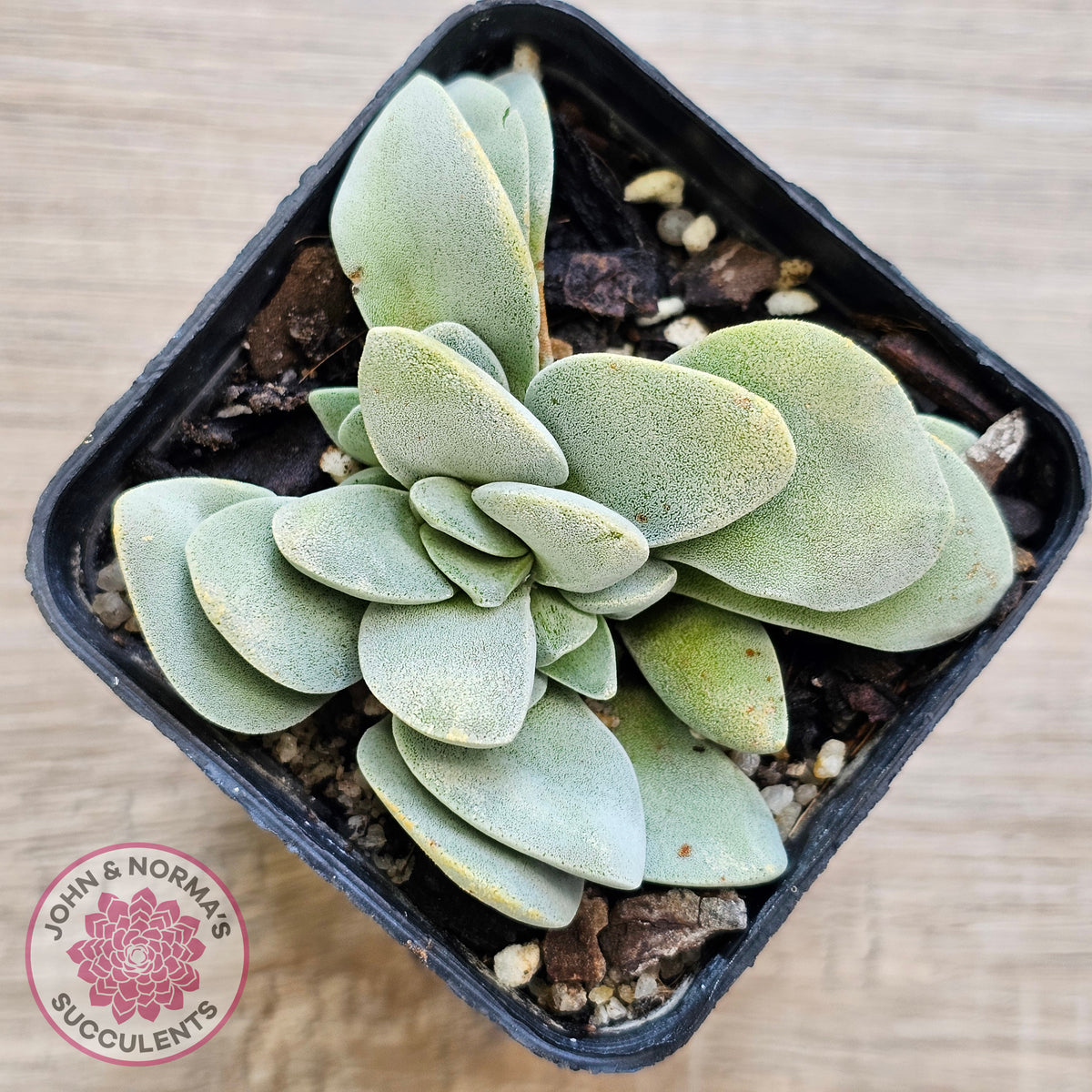 Crassula 'Fallwood'