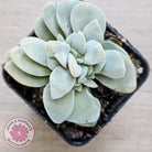 Crassula 'Fallwood'