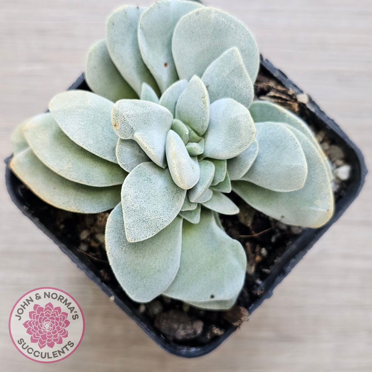 Crassula 'Fallwood'