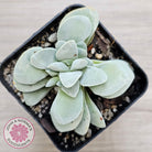 Crassula 'Fallwood'