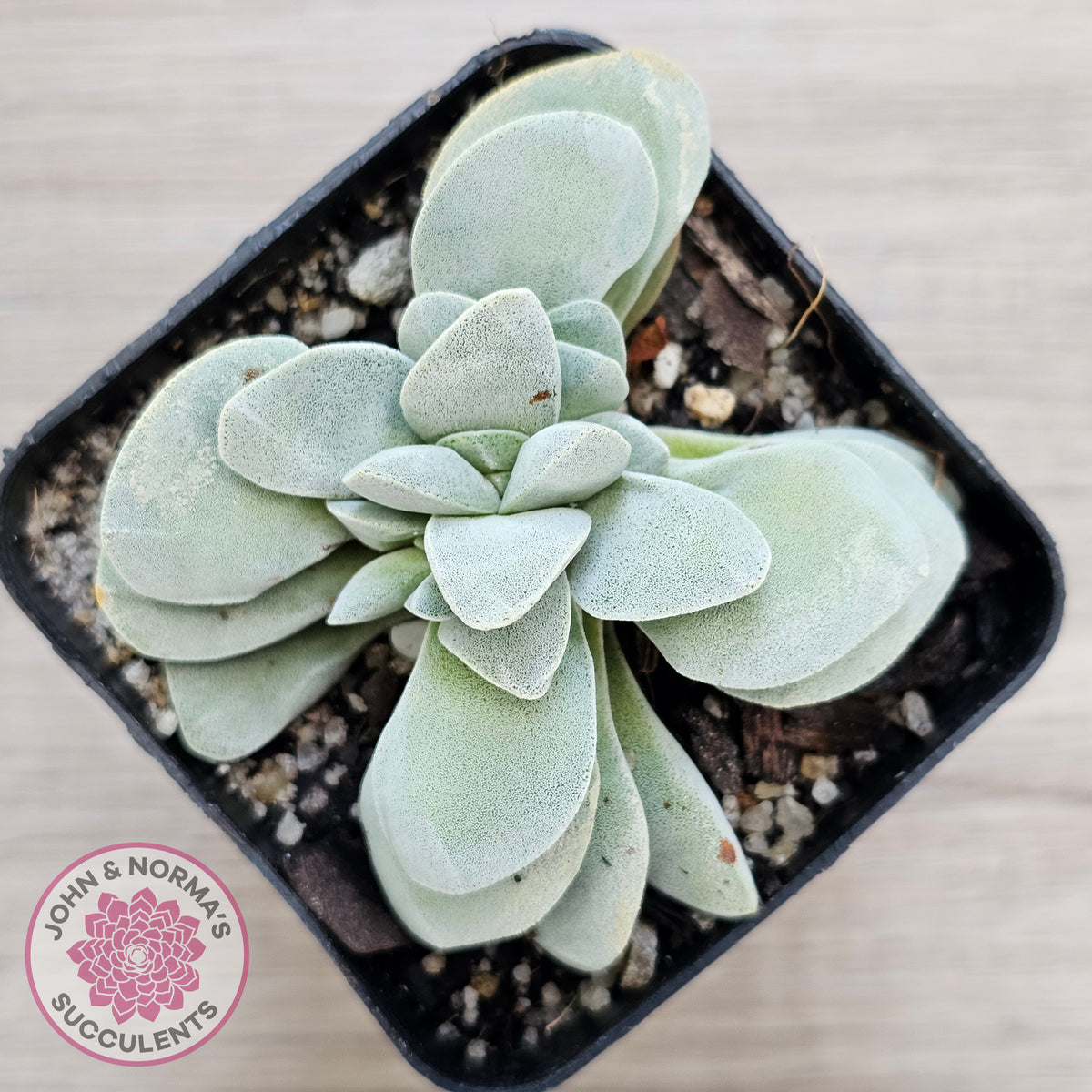 Crassula 'Fallwood'