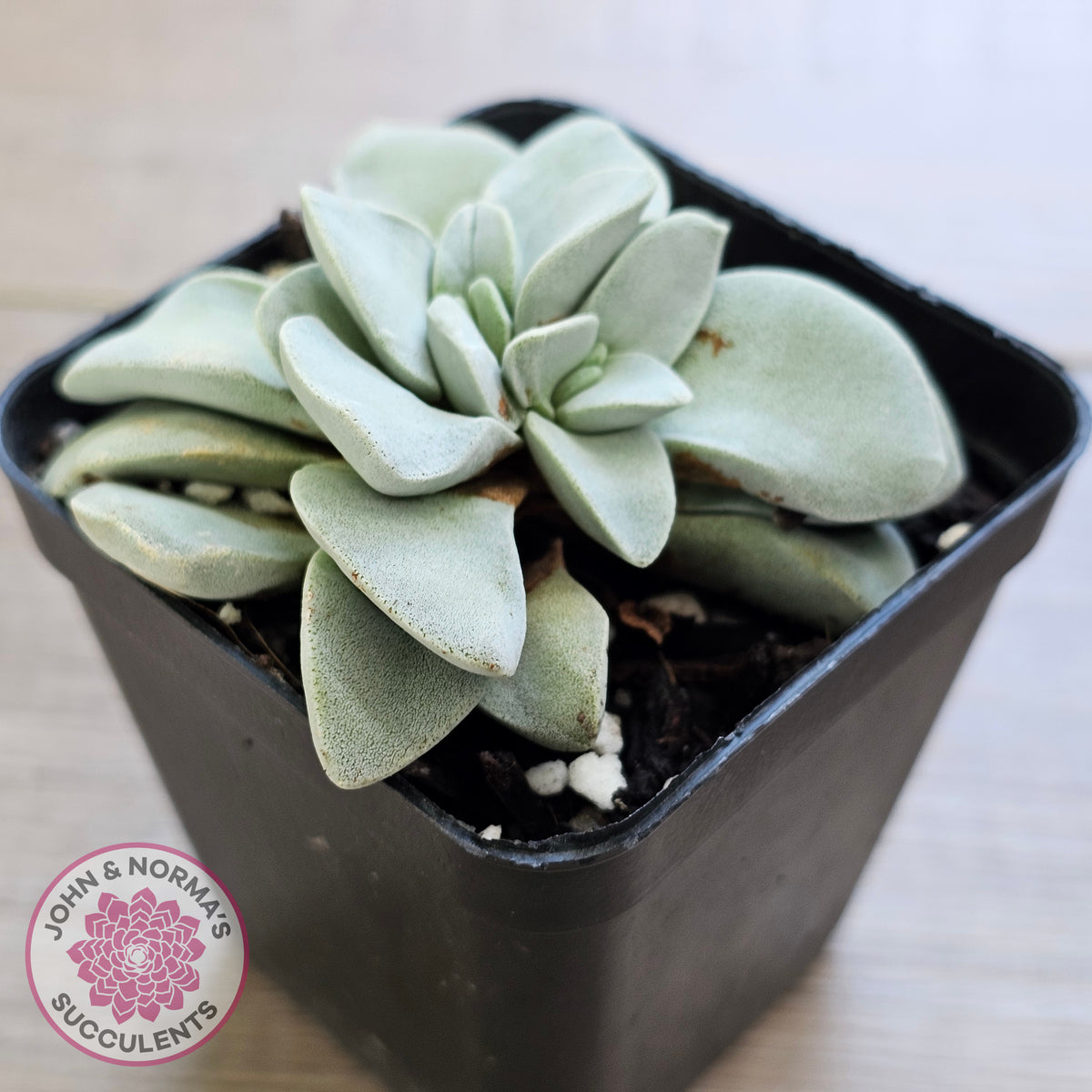 Crassula 'Fallwood'
