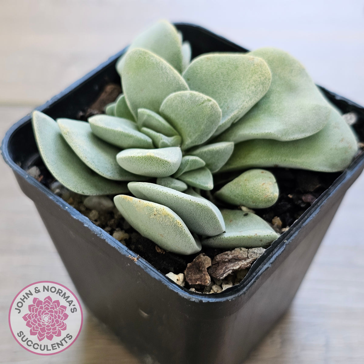 Crassula 'Fallwood'