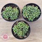 Crassula Fernwood