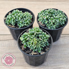 Crassula Fernwood