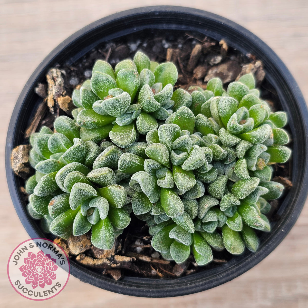 Crassula Fernwood