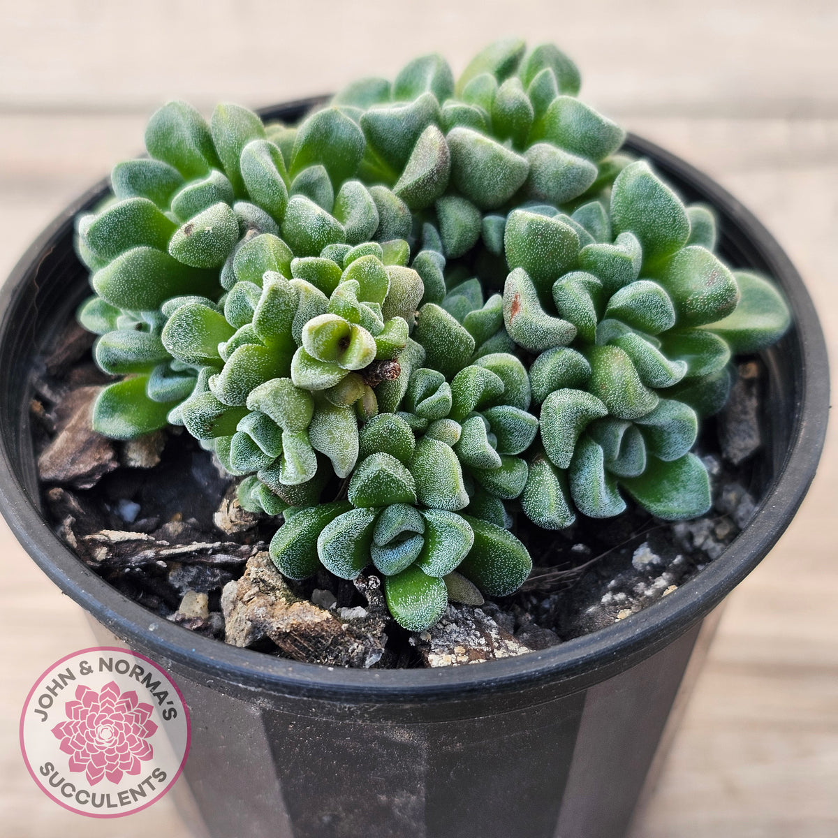 Crassula Fernwood
