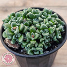 Crassula Fernwood
